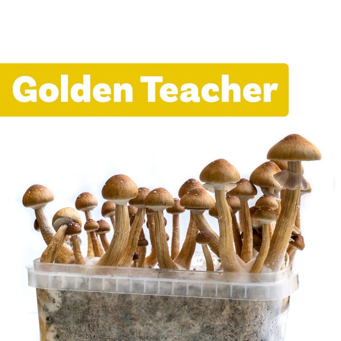 Kit de Culture de Champignons Magiques Golden Teacher (Ready-to-Grow  Growkit)