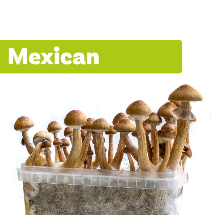 Paddo Kweek-set Mexicana (All in one Growkit)