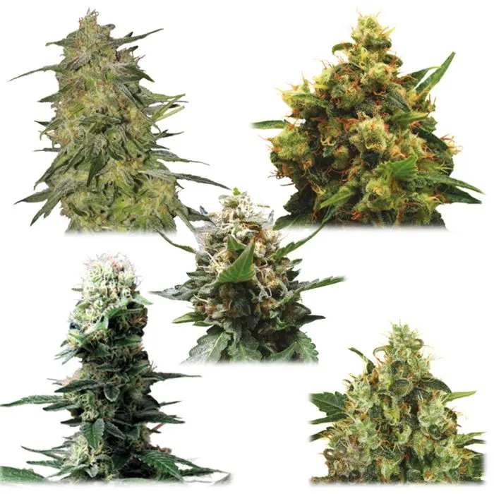 Melange Medicale CBD (Royal Queen Seeds) 5 graines