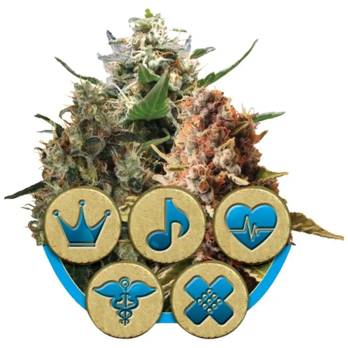 Melange Medicale CBD (Royal Queen Seeds) 5 graines