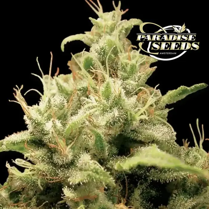Opium (Paradise Seeds)
