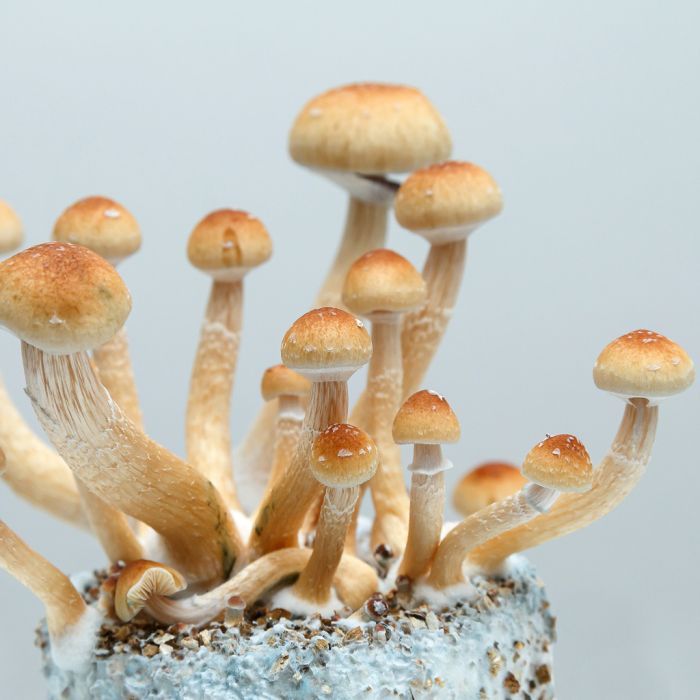 Achetez votre kit de culture de champignons frais McKennaii en ligne