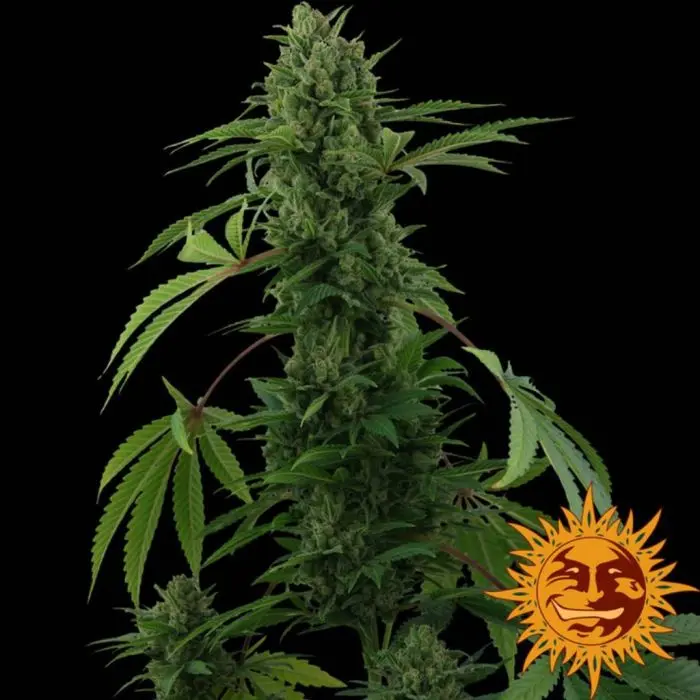 Pineapple Express Auto (Barney's Farm)
