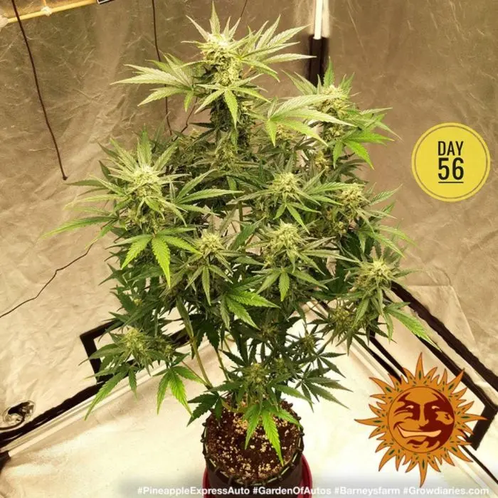 Pineapple Express Auto (Barney's Farm)