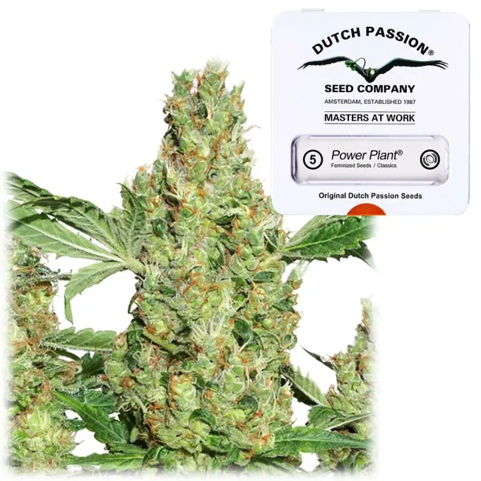 Power Plant (Dutch Passion) 5 graines