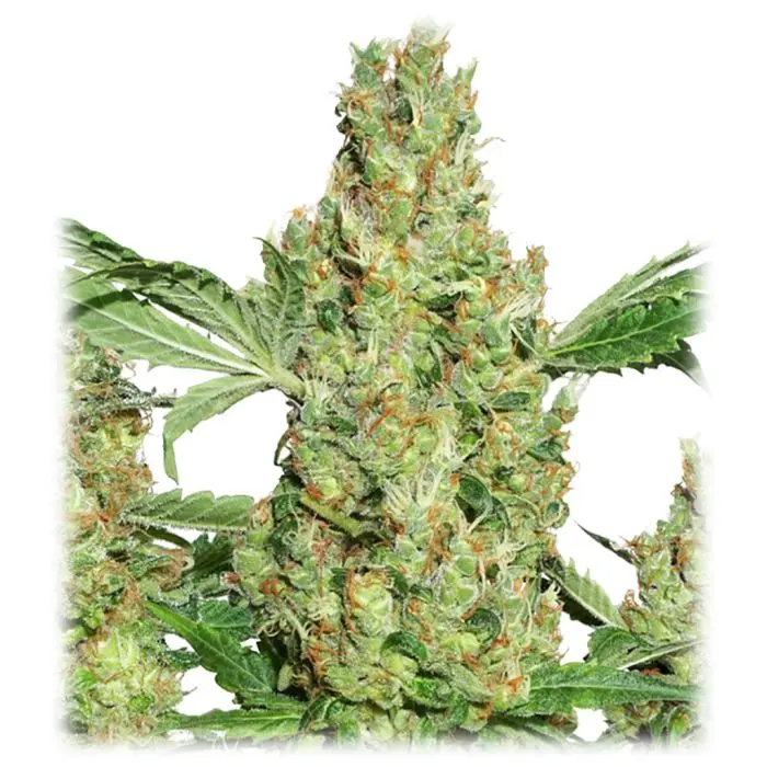 Power Plant (Dutch Passion) 5 graines
