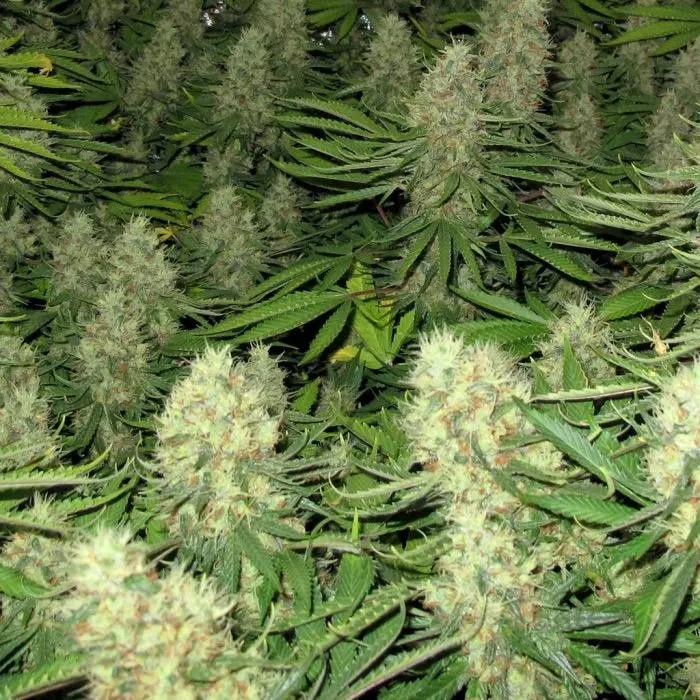 Power Plant (Dutch Passion) 5 graines