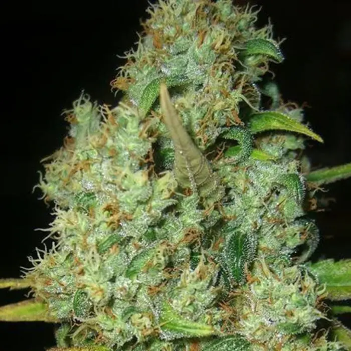 Power Plant (Dutch Passion) 5 graines