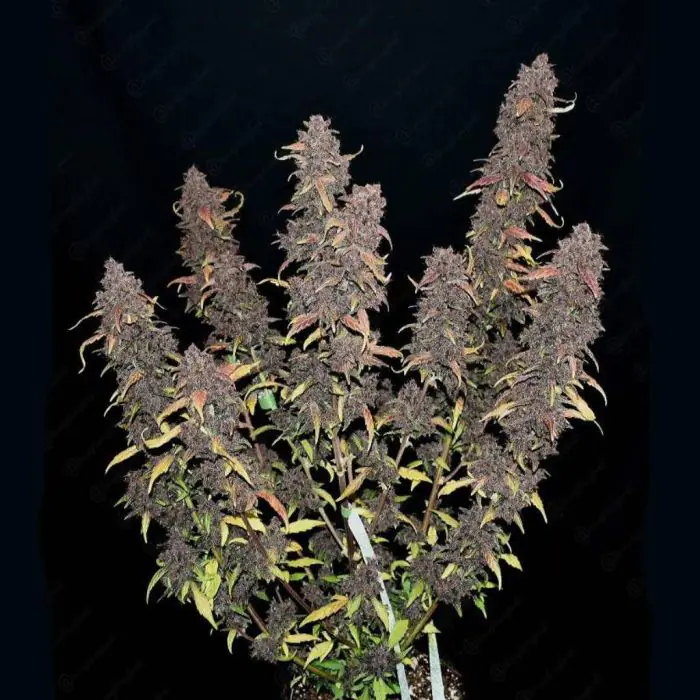 Purple Lemonade Auto (Fast Buds)