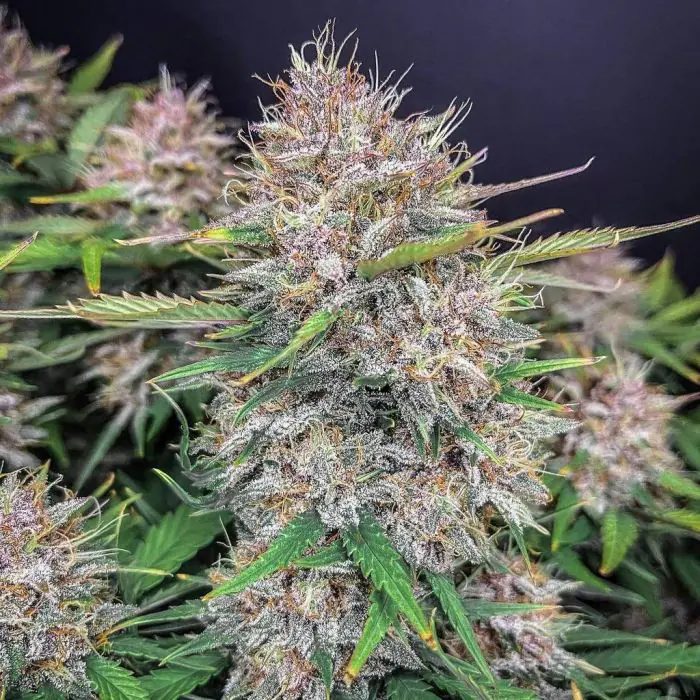 Purple Lemonade Auto (Fast Buds)