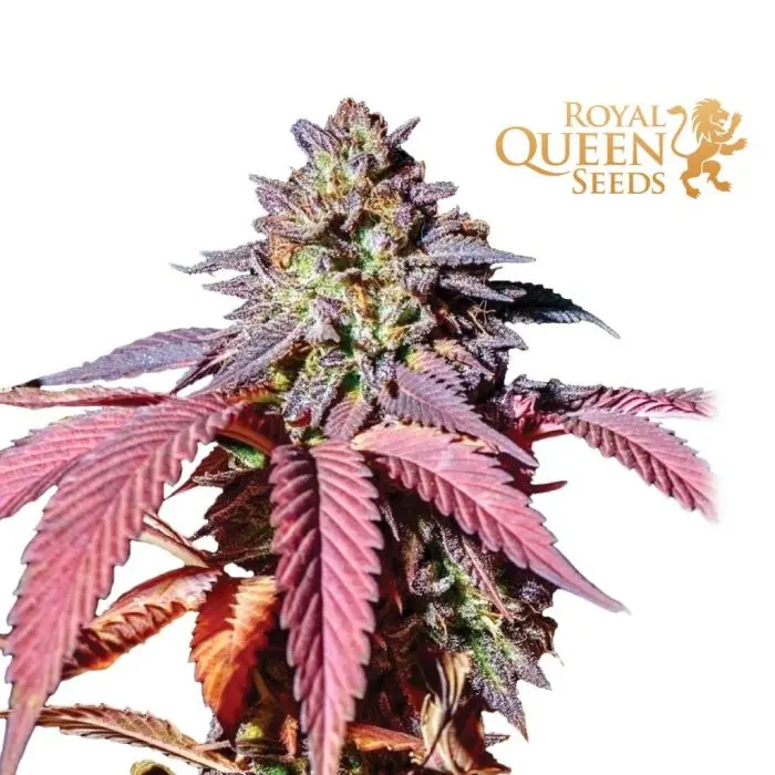 Purple Queen (Royal Queen Seeds)