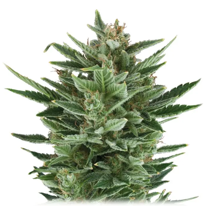 Quick One Autofloraison (Royal Queen Seeds) 5 graines