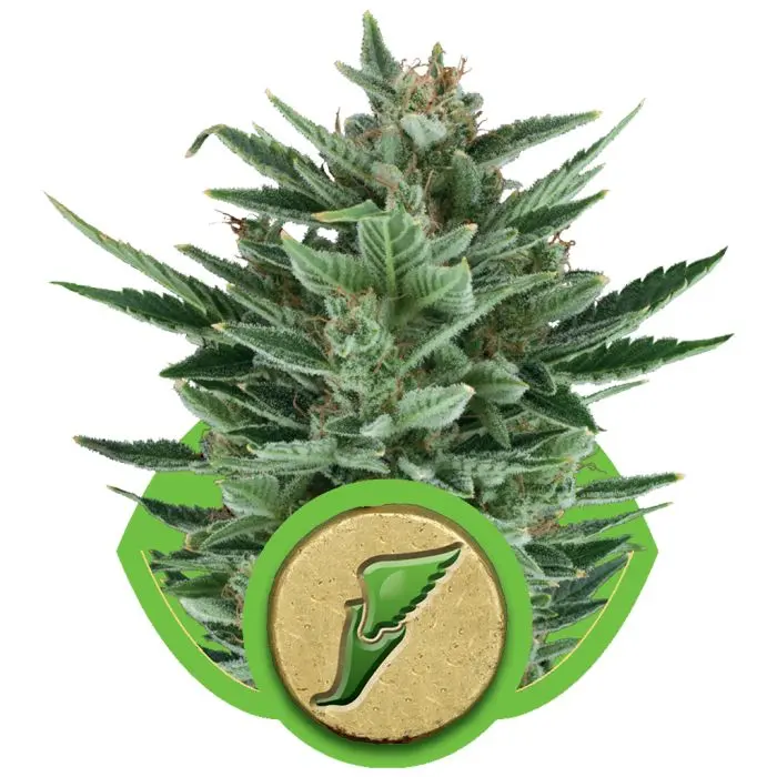 Quick One Autofloraison (Royal Queen Seeds) 5 graines