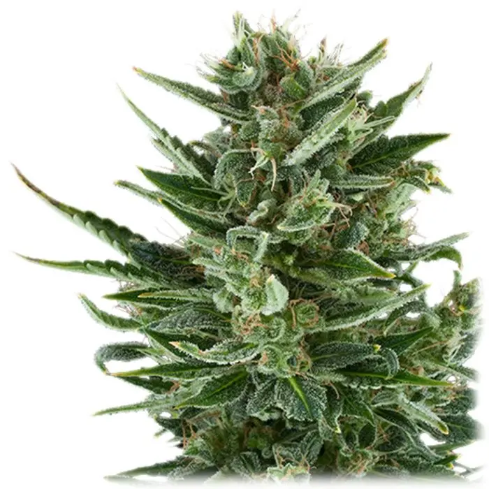 Quick One Autofloraison (Royal Queen Seeds) 5 graines