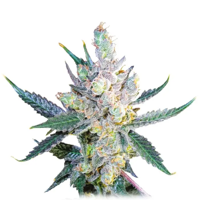 Royal Cheese Fast Flowering (Royal Queen Seeds) 5 graines