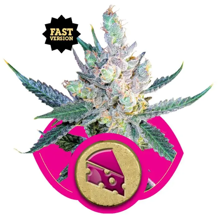 Royal Cheese Fast Flowering (Royal Queen Seeds) 5 graines