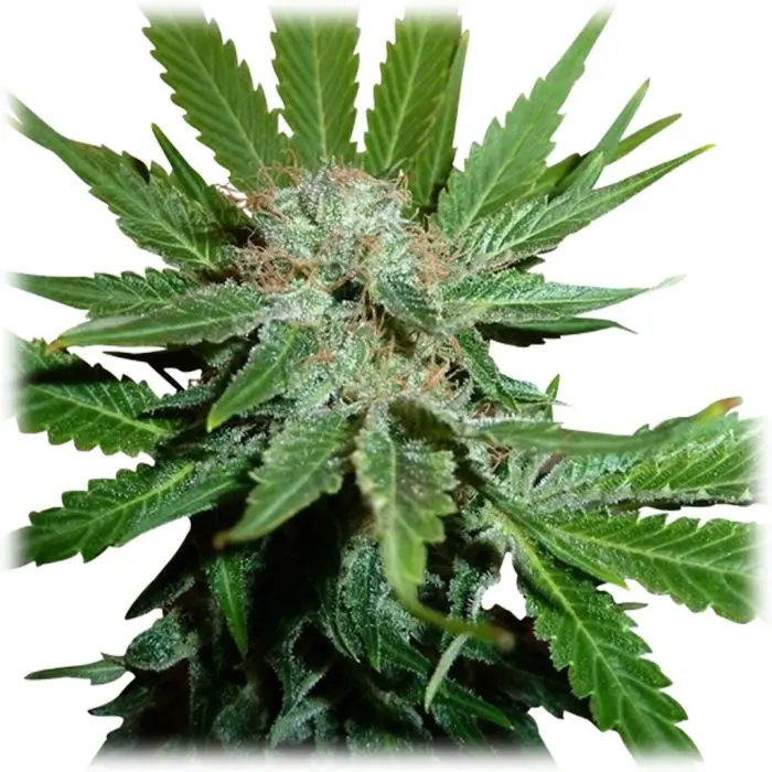 Royal Cheese Fast Flowering (Royal Queen Seeds) 5 graines