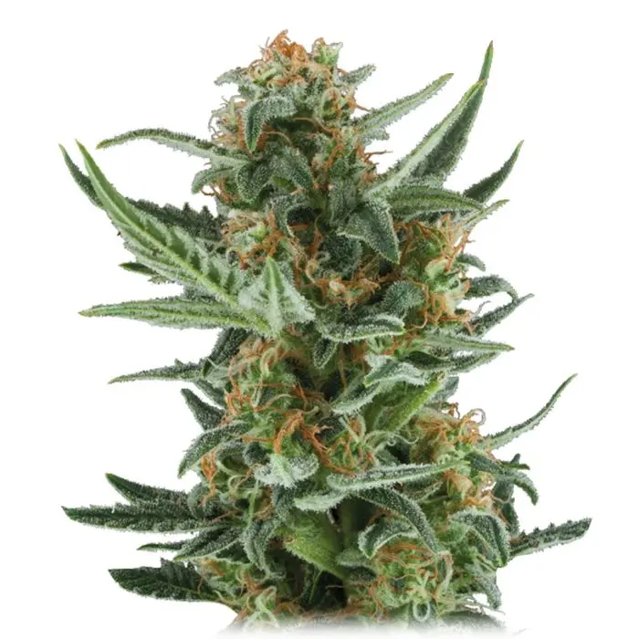 Royal Dwarf Autofloraison (Royal Queen Seeds) 5 graines