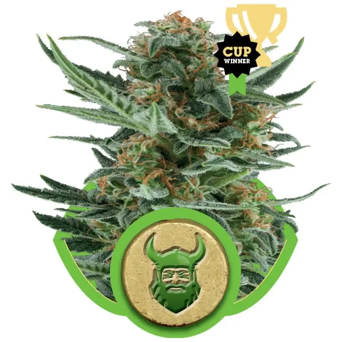 Royal Dwarf Autofloraison (Royal Queen Seeds) 5 graines