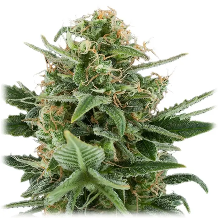 Royal Dwarf Autofloraison (Royal Queen Seeds) 5 graines