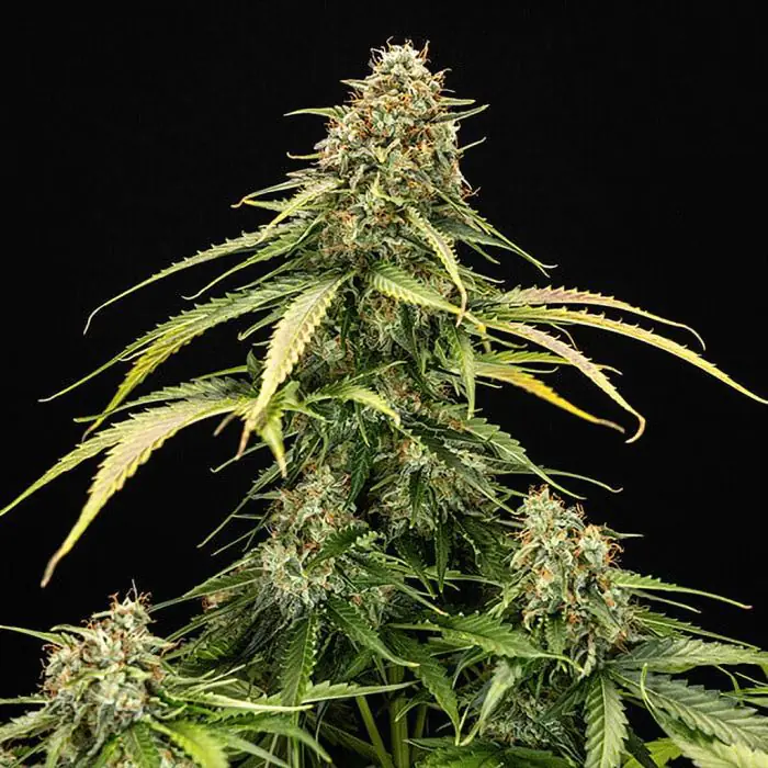 Epsilon F1 Auto (Royal Queen Seeds)