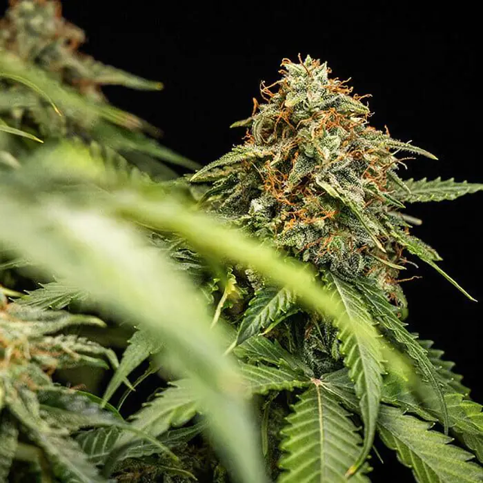 Epsilon F1 Auto (Royal Queen Seeds)