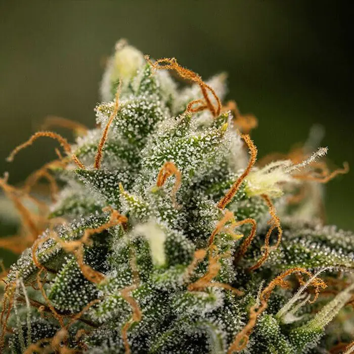 Epsilon F1 Auto (Royal Queen Seeds)