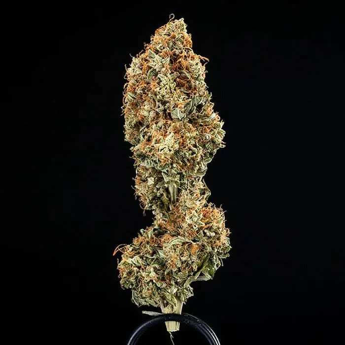 Epsilon F1 Auto (Royal Queen Seeds)