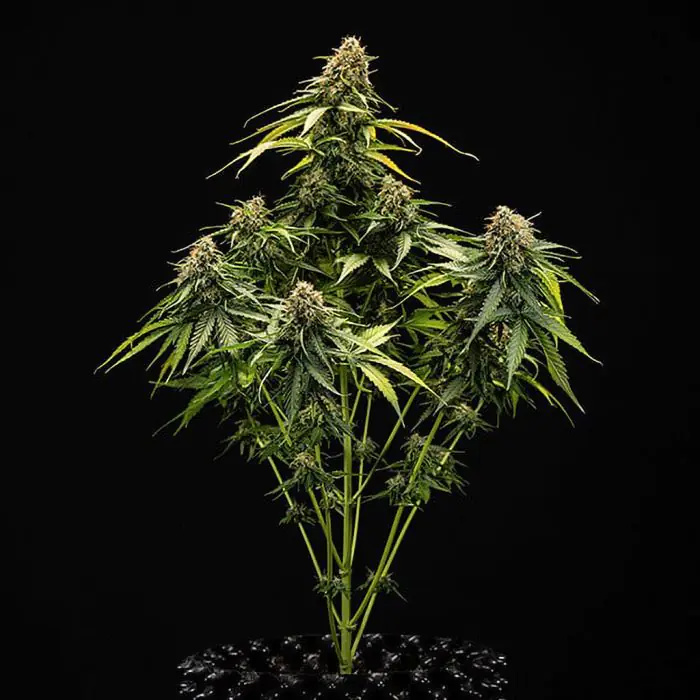 Epsilon F1 Auto (Royal Queen Seeds)