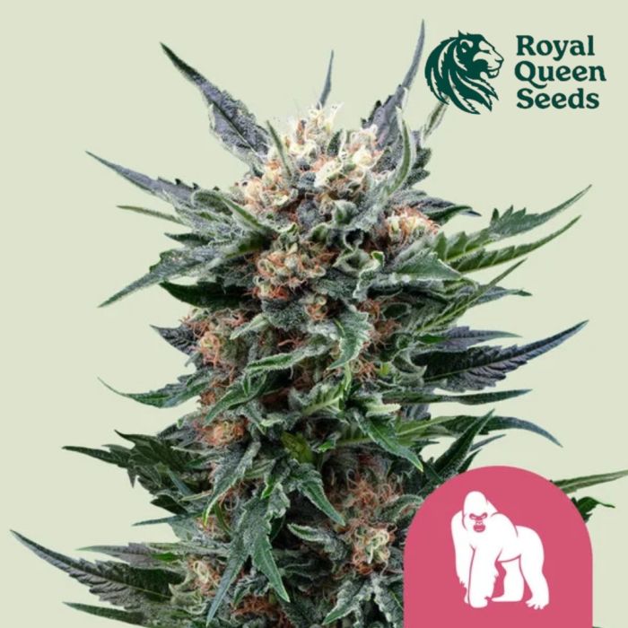 Royal Gorilla (Royal Queen Seeds) 3 graines main product photo