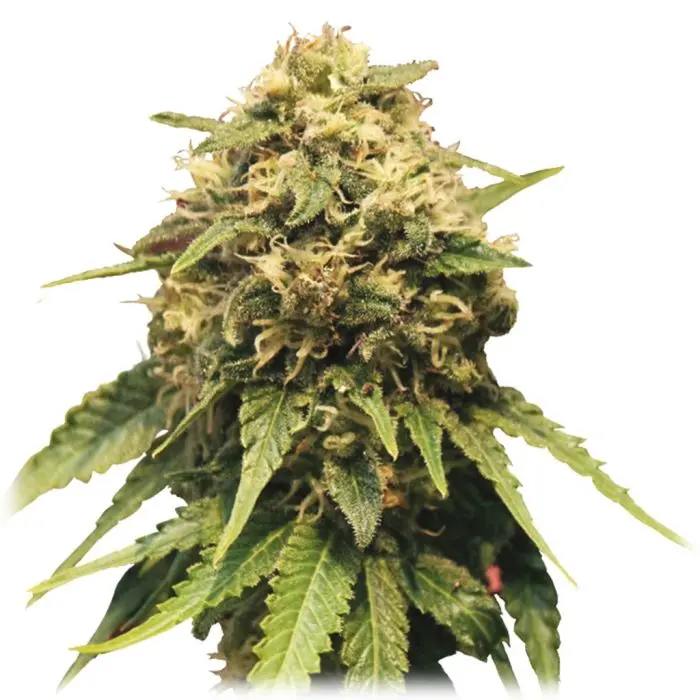 Special Queen #1 (Royal Queen Seeds)