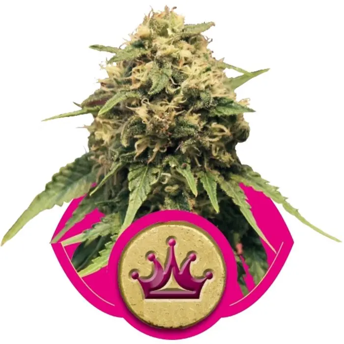 Special Queen #1 (Royal Queen Seeds)