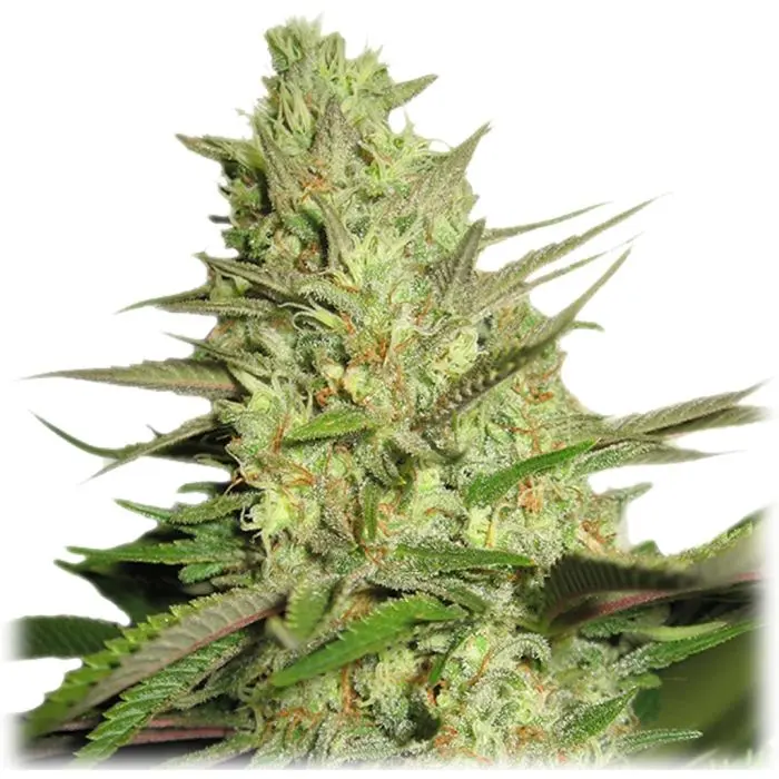 Special Queen #1 (Royal Queen Seeds)