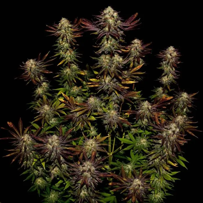 Tangerine Sorbet (Paradise Seeds)