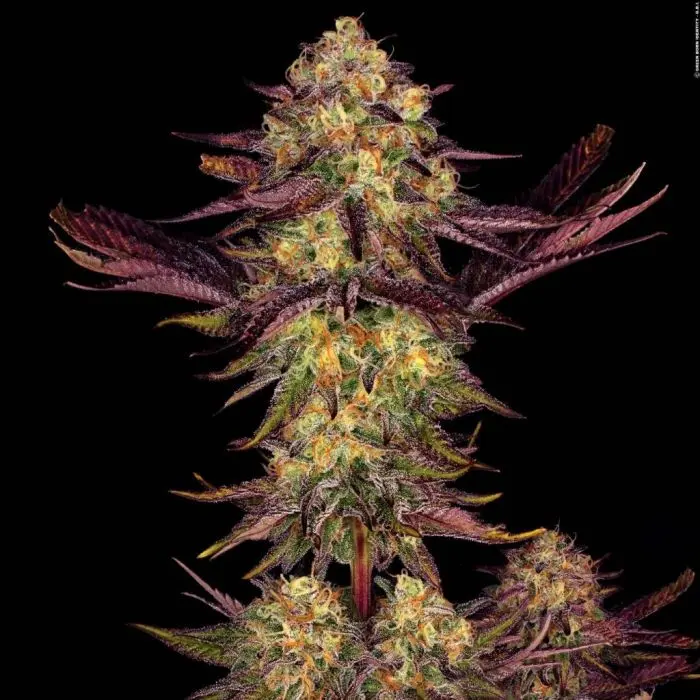 Tangerine Sorbet (Paradise Seeds)