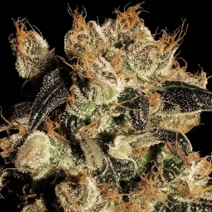White Berry (Paradise Seeds)