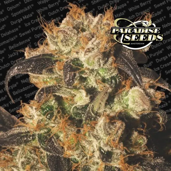 White Berry (Paradise Seeds)