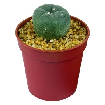 Cactus Peyotl [Lophophora Williamsii]
