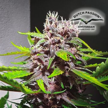 CBD Kush (Dutch Passion) 5 graines