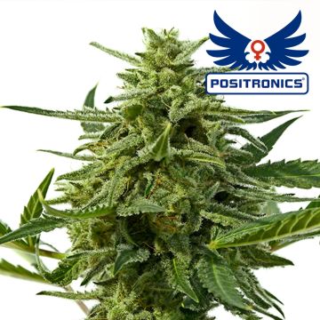 Northern Haze Auto (Positronics) 5 graines