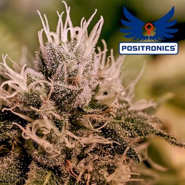 Jack Diesel Express Autofloraison (Positronics) 5 graines