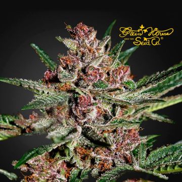 Bubba Kush (Greenhouse Seeds) 3 graines