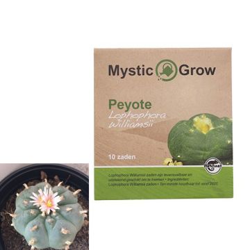 Cactus Mescaline Peyote [Lophophora Williamsii] (Mystic Grow) 10 graines