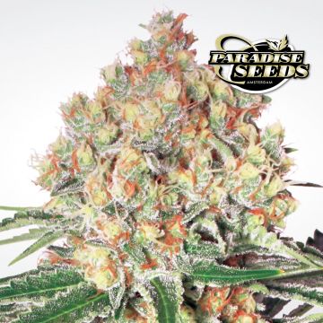 Auto Wappa (Paradise Seeds) 3 graines