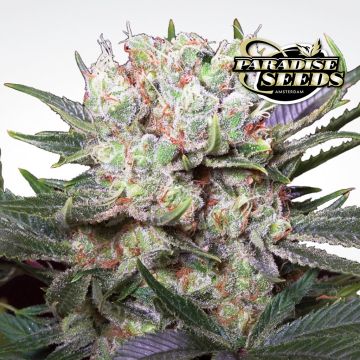 Californian Gold (Paradise Seeds) 3 graines