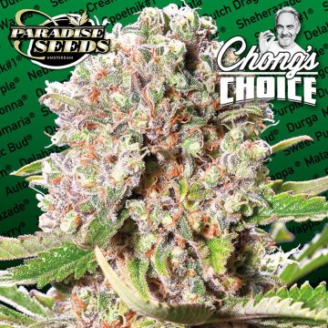 Mendocino Skunk (Paradise Seeds) 3 graines