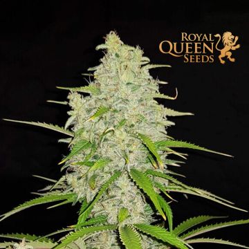 Hulkberry (Royal Queen Seeds) 3 graines