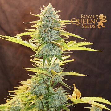 Fat Banana Autofloraison (Royal Queen Seeds) 3 graines