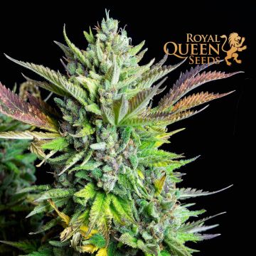 Green Gelato Automatic (Royal Queen Seeds) 3 graines