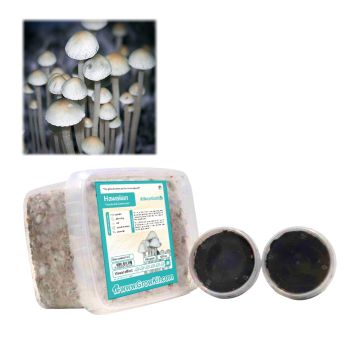 Kit de Culture de Champignons Hallucinogènes Hawaiian (Cyanescens Growkit) 1200 cc